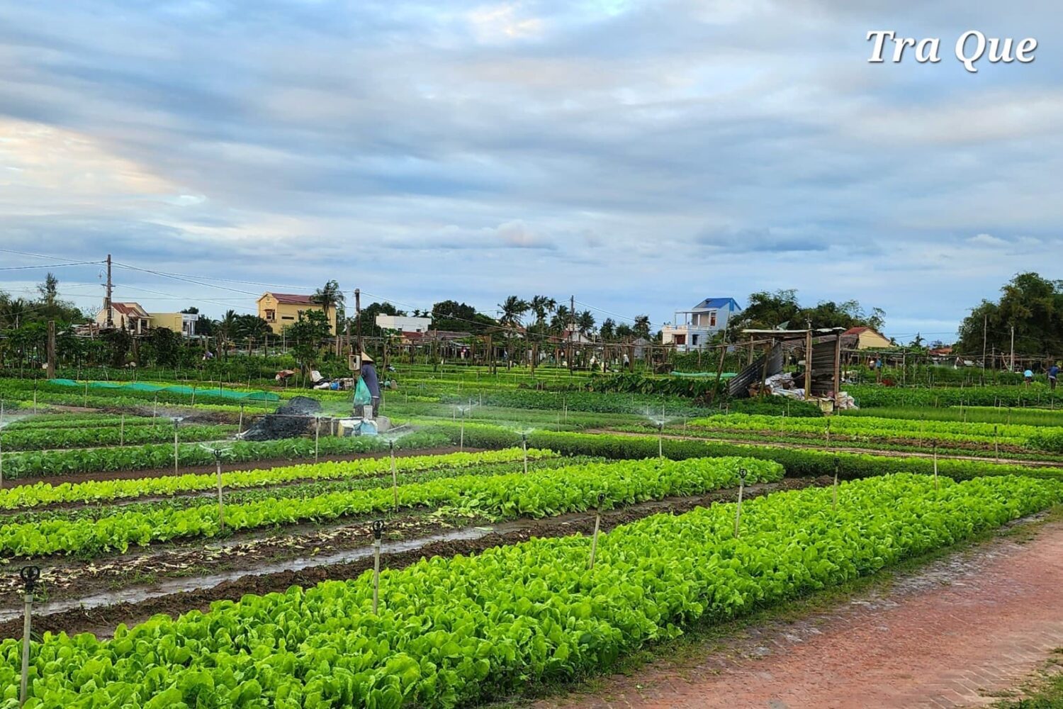 Tra Que Village - Hoi An Cooking Class Tour