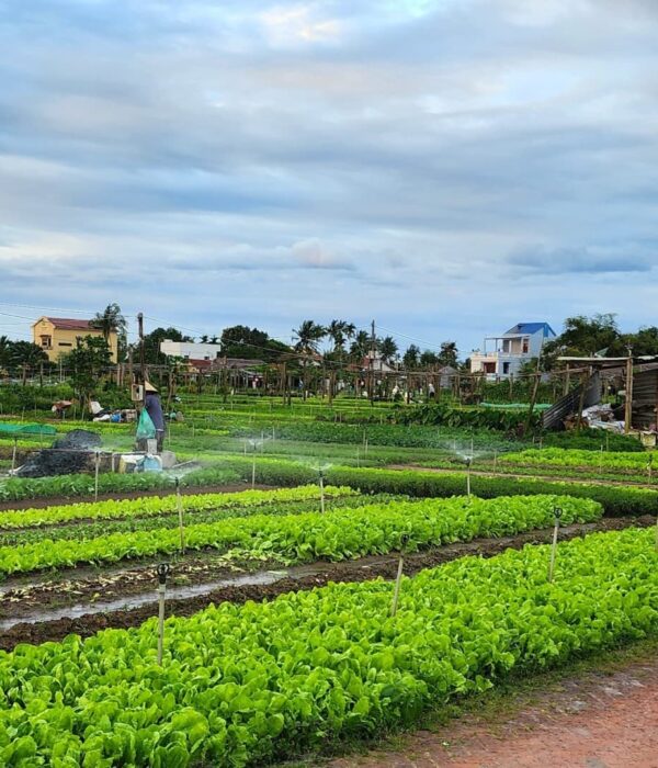 Tra Que Village - Hoi An Cooking Class Tour