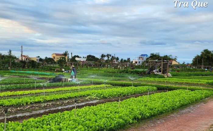 Tra Que Village - Hoi An Cooking Class Tour