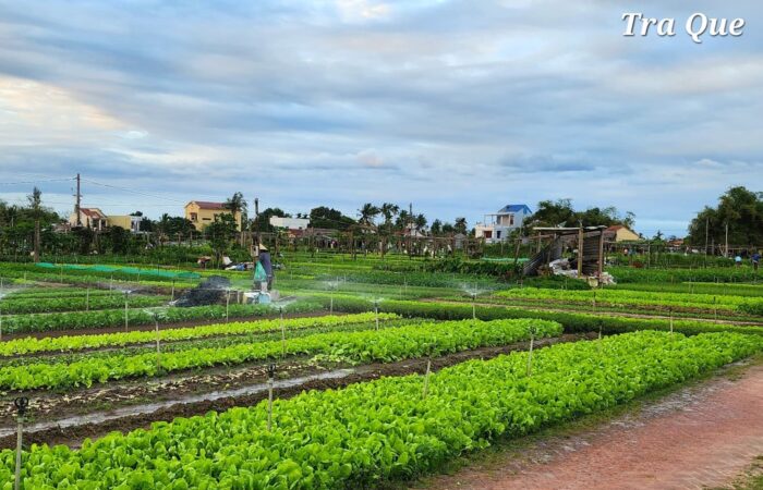 Tra Que Village - Hoi An Cooking Class Tour