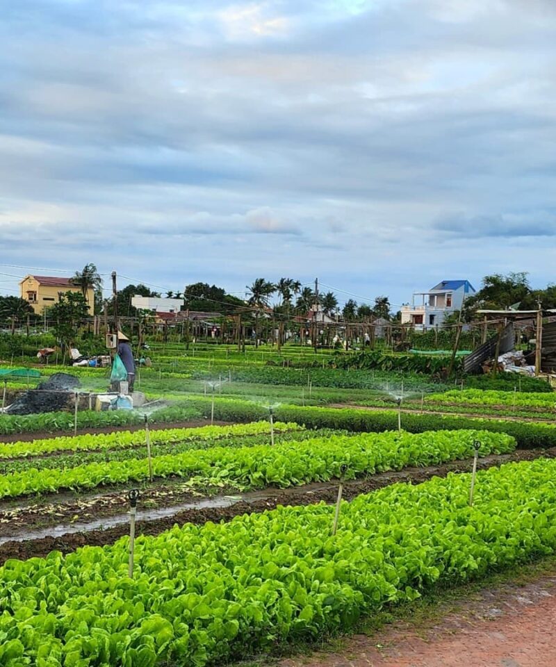 Tra Que Village - Hoi An Cooking Class Tour